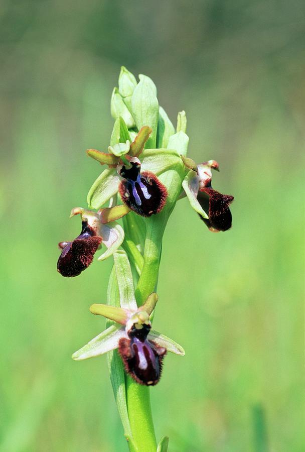 Ophrys Sphecodes Subsp. Atrata Photograph by Bruno Petriglia/science Photo Library