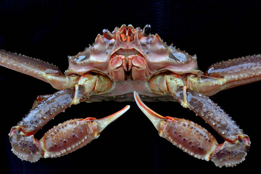 Opilio crab close up Photograph by Relihan Art Pixels