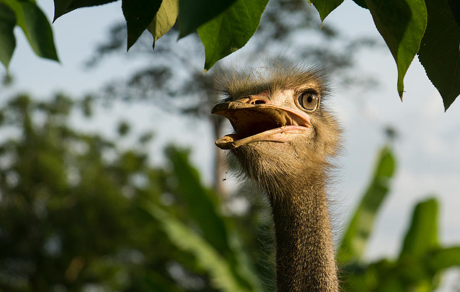 Opinionated Ostrich  Photograph by Georgia Mizuleva