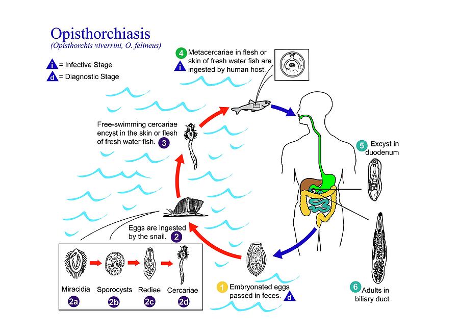 Image: Opisthorchis Life Cycle - MSD Manual Professional Edition