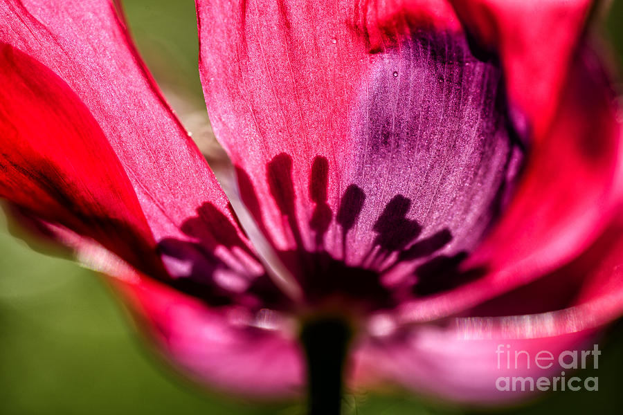 Flowers Still Life Photograph - Opium Dream by Thomas R Fletcher