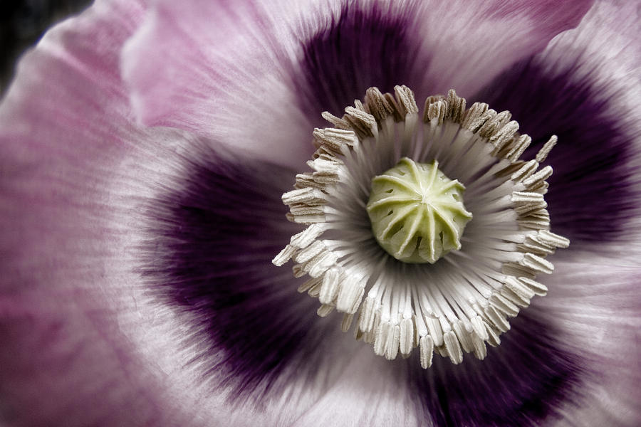 Poppy Photograph - Opium Poppy by Carol Leigh