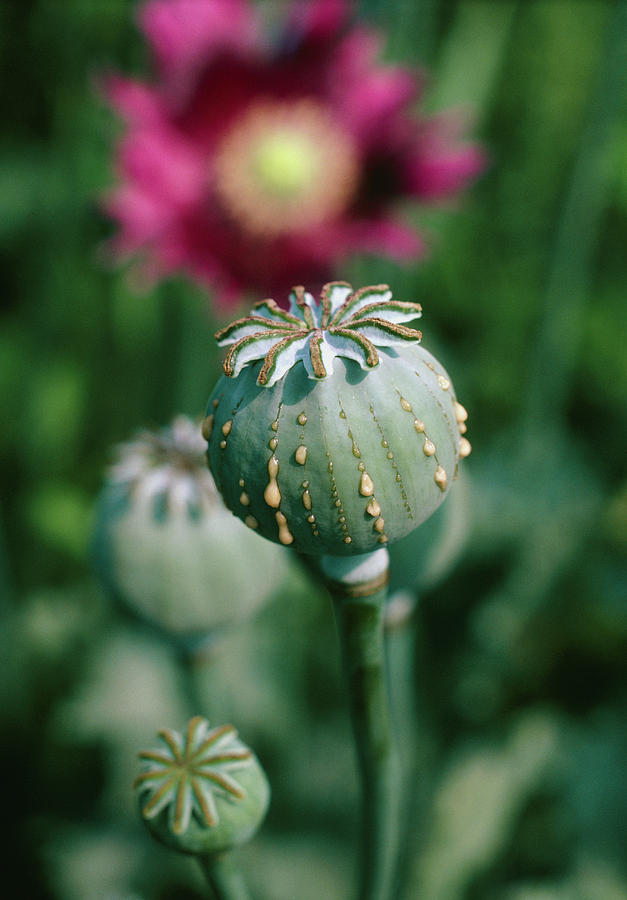 Opium Poppy Photograph by Dr Jeremy Burgess/science Photo Library.