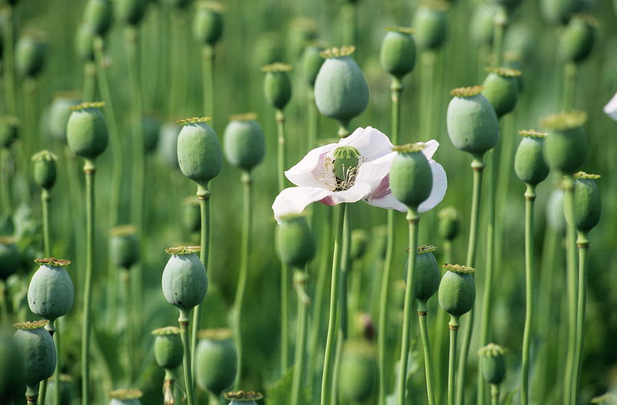 Opium Poppy Flower And Seed Heads Photograph By Philippe Psailascience Photo Library
