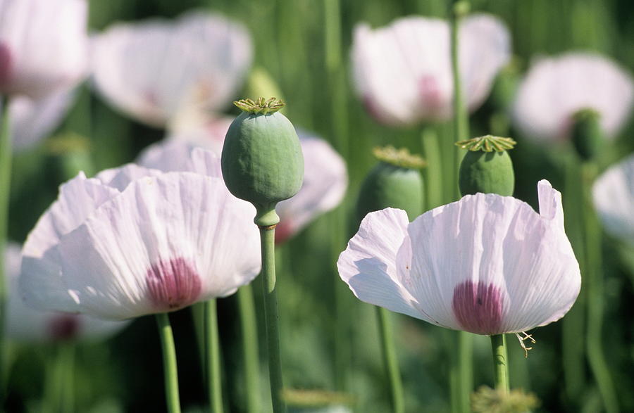 Opium Poppy Flowers And Seed Heads Photograph By Philippe Psaila