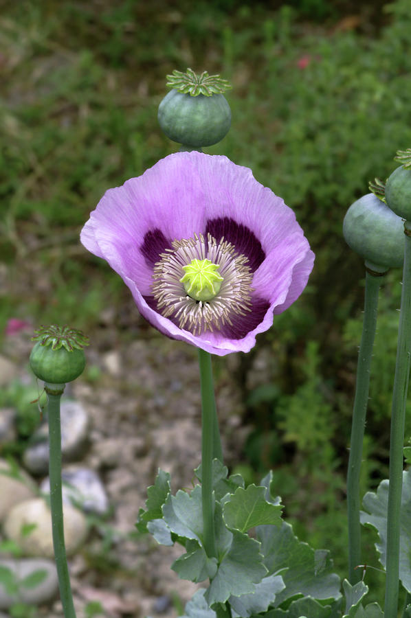 Opium Poppy Papaver Somniferum Photograph By Brian Gadsby Science Photo Library Pixels
