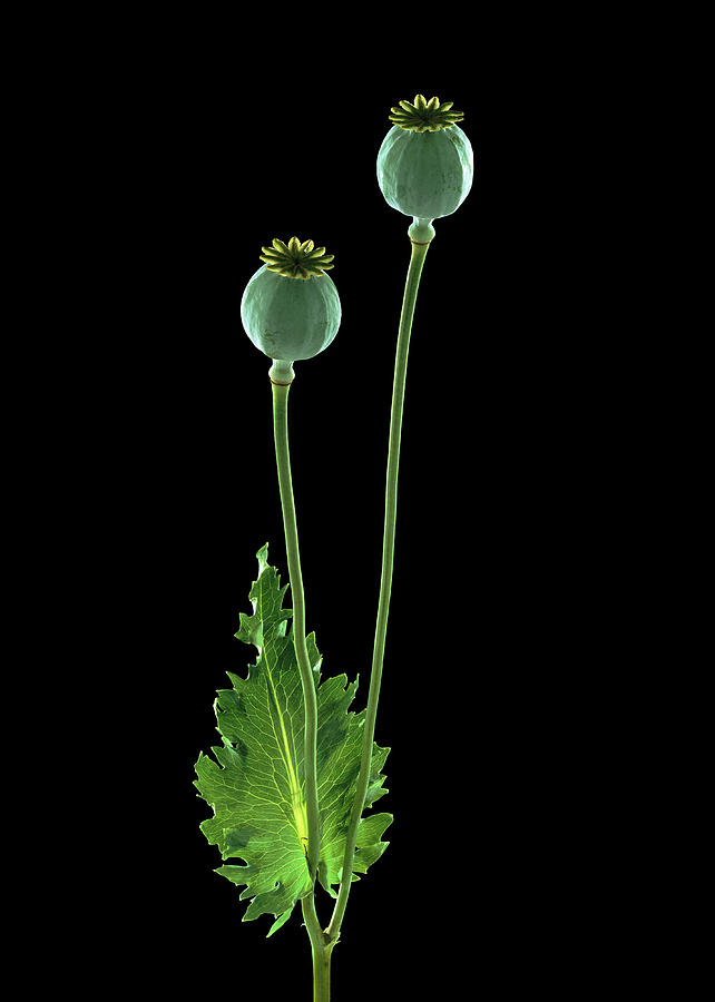 Nature Photograph - Opium Poppy (papaver Somniferum) by Gilles Mermet