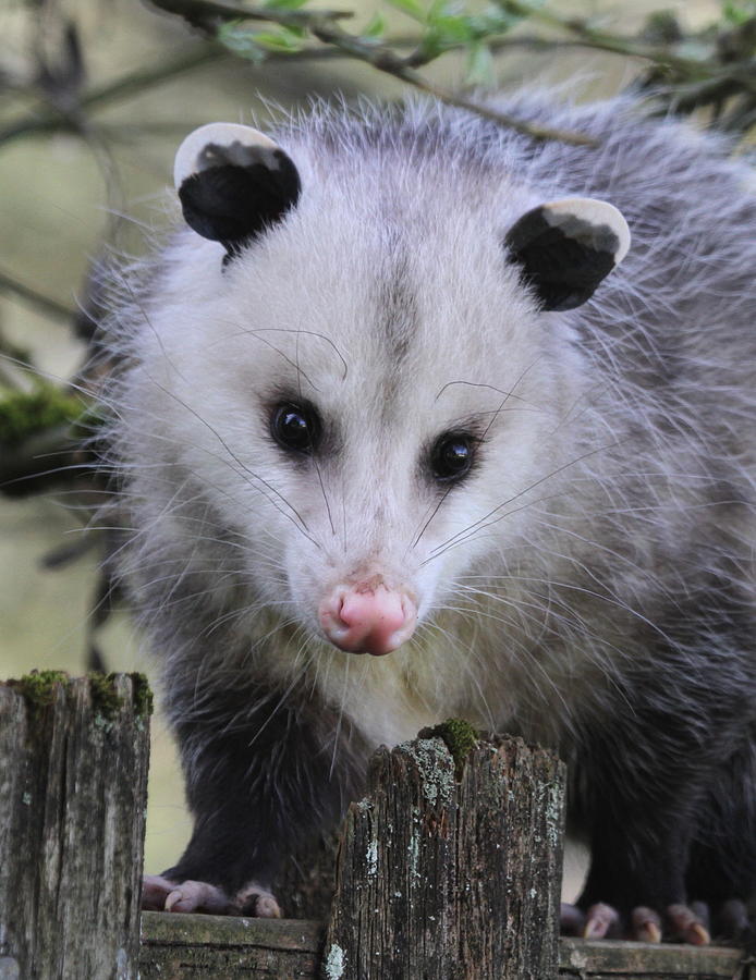 Nature Photograph - Opossum by Angie Vogel