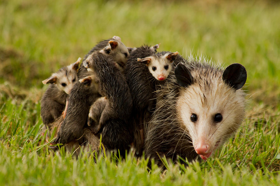 Opossum Photograph - Opossum Family by Nathaniel Kidd Opossum Photograph - Opossum Family by Nathaniel Kidd