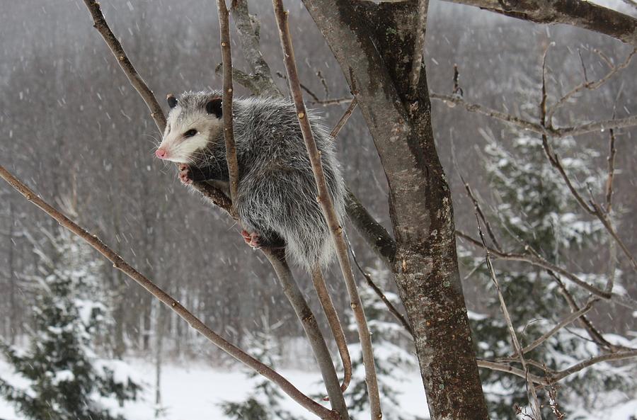 Opossum in a Tree Photograph by Lucinda VanVleck