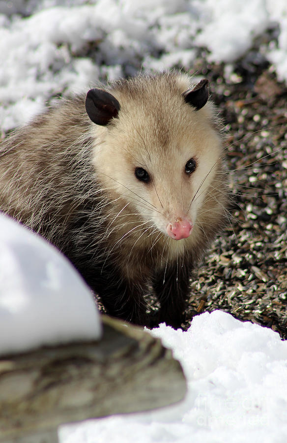 Opossum in Snow Photograph by Karen Adams