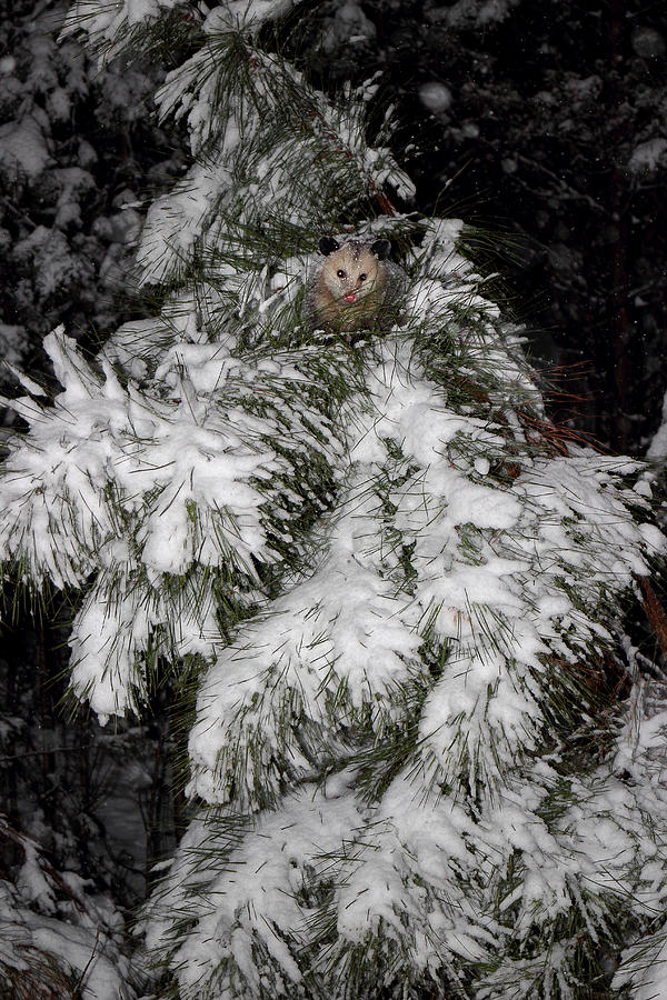 Opossum In The Pines Photograph by Michael Eingle