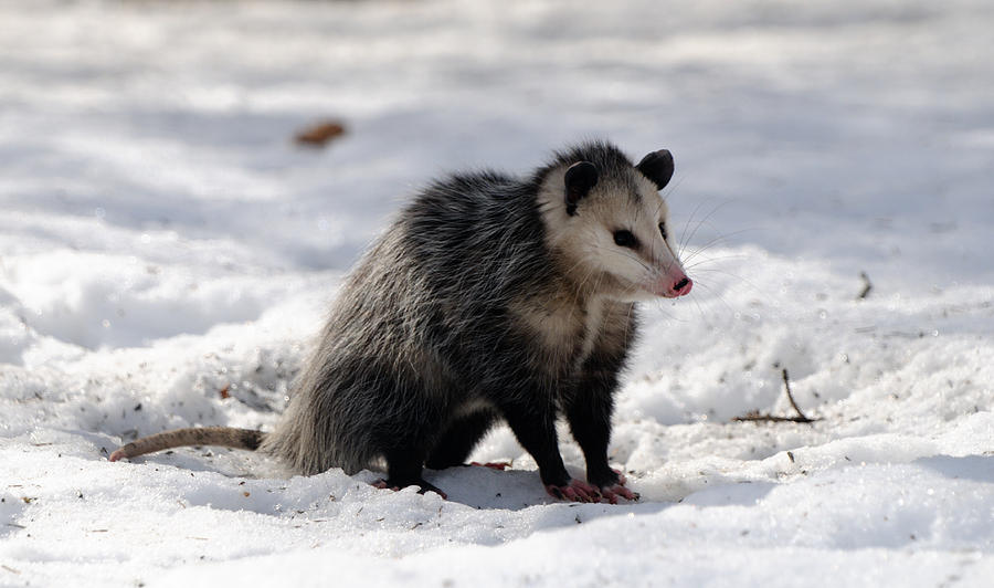 Opossum in the Snow 1 Photograph by Scott Angus - Fine Art America