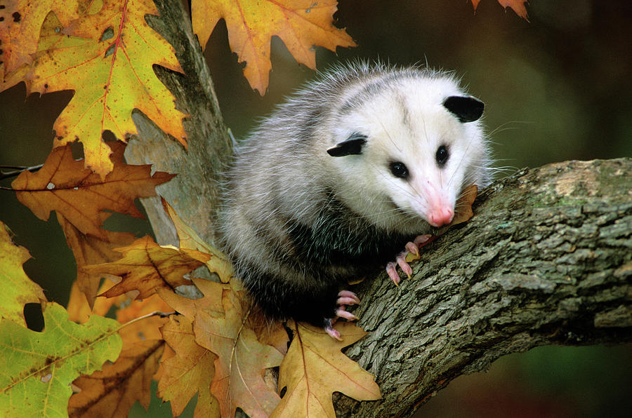 Animal Photograph - Opossum In Tree by Animal Images
