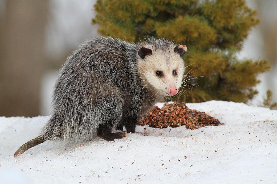 Opossum Photograph by Karol Livote