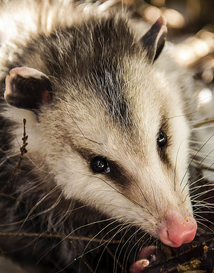 Opossum Photograph by Melissa Petrey