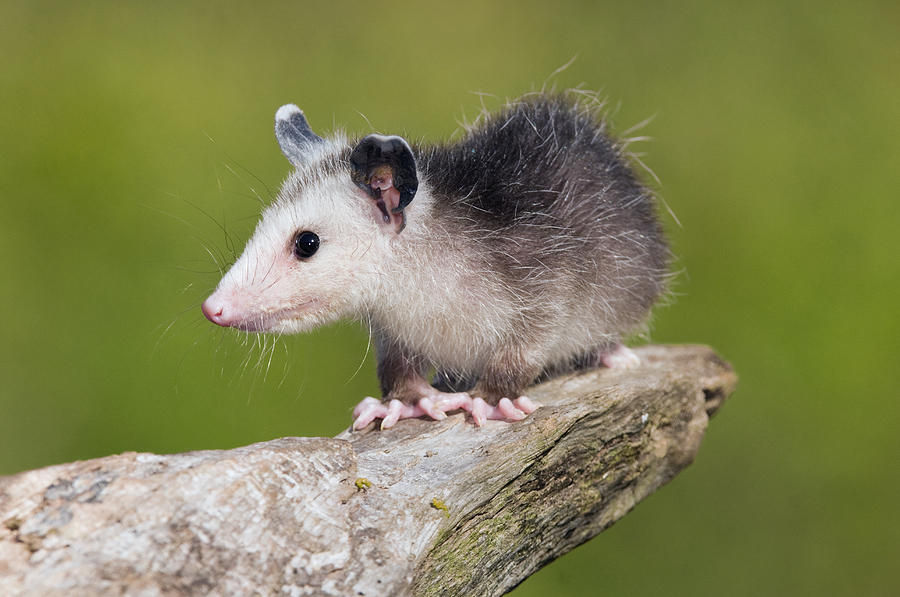 Opossum Michigan Photograph by Steve Gettle