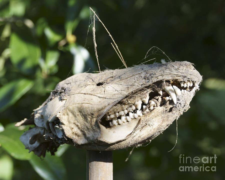 Opossum Skull on a Stake Photograph by MM Anderson