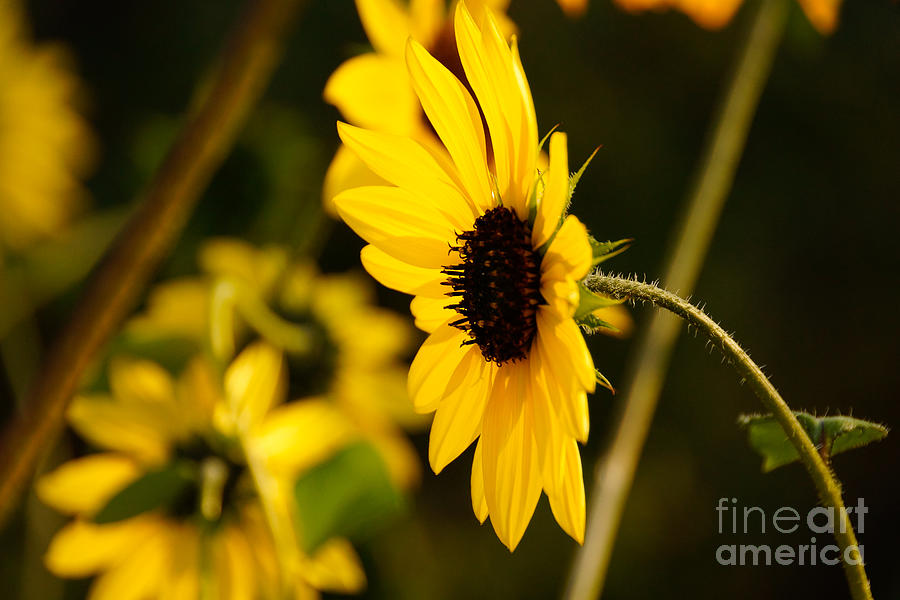 Daisy Photograph - Opposite to the sun by Gloria Pasko