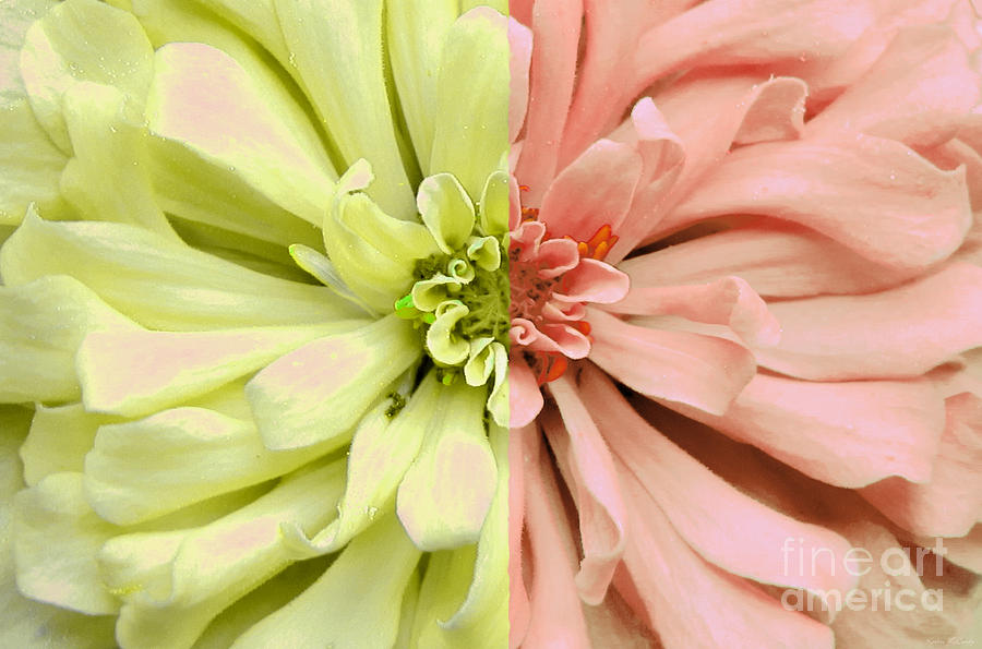 Opposites Attract Dahlia Photograph by Kathie McCurdy