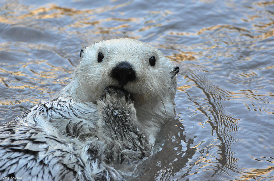 Otter Photograph - Opps by Becky Woodworth