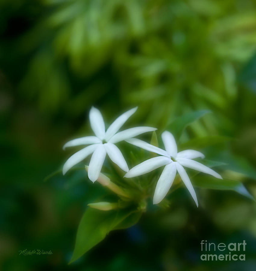 Flower Photograph - Optimistic Jasmine Friend to the Soul by Michelle Constantine