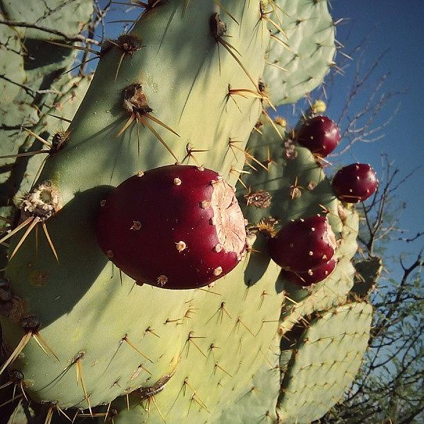 Nature Photograph - Opuntia Cactus And Prickly Pear Fruit by Travis Seale