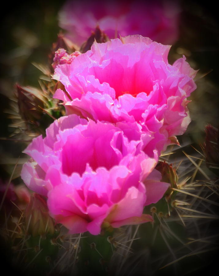 Opuntia Cactus Flowers Photograph by Nathan Abbott