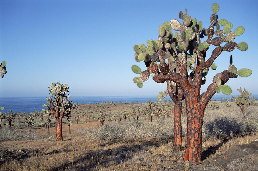 Opuntia Cactus Forest Galapagos Islands Photograph by Tui De Roy