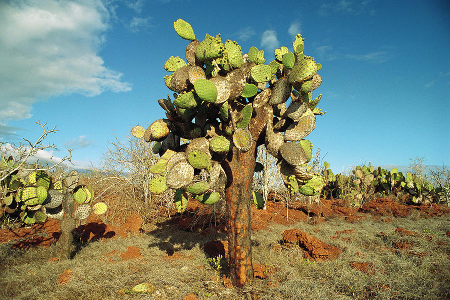 Opuntia Cactus Galapagos Islands Photograph by Gerry Ellis