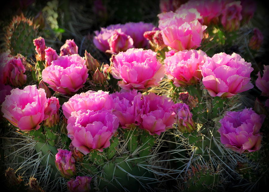 Opuntia Cactus In Bloom Photograph by Nathan Abbott