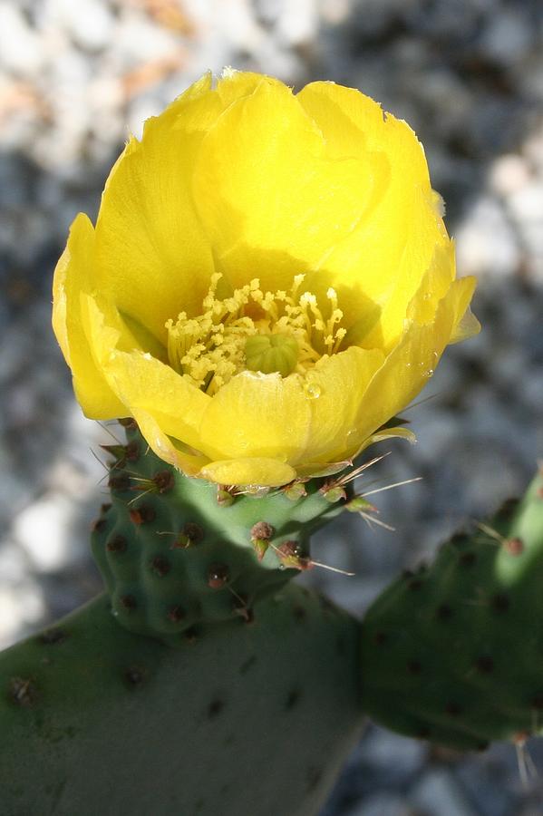Opuntia Ficus-Indica Flower of the Prickly Pear Photograph by Taiche Acrylic Art