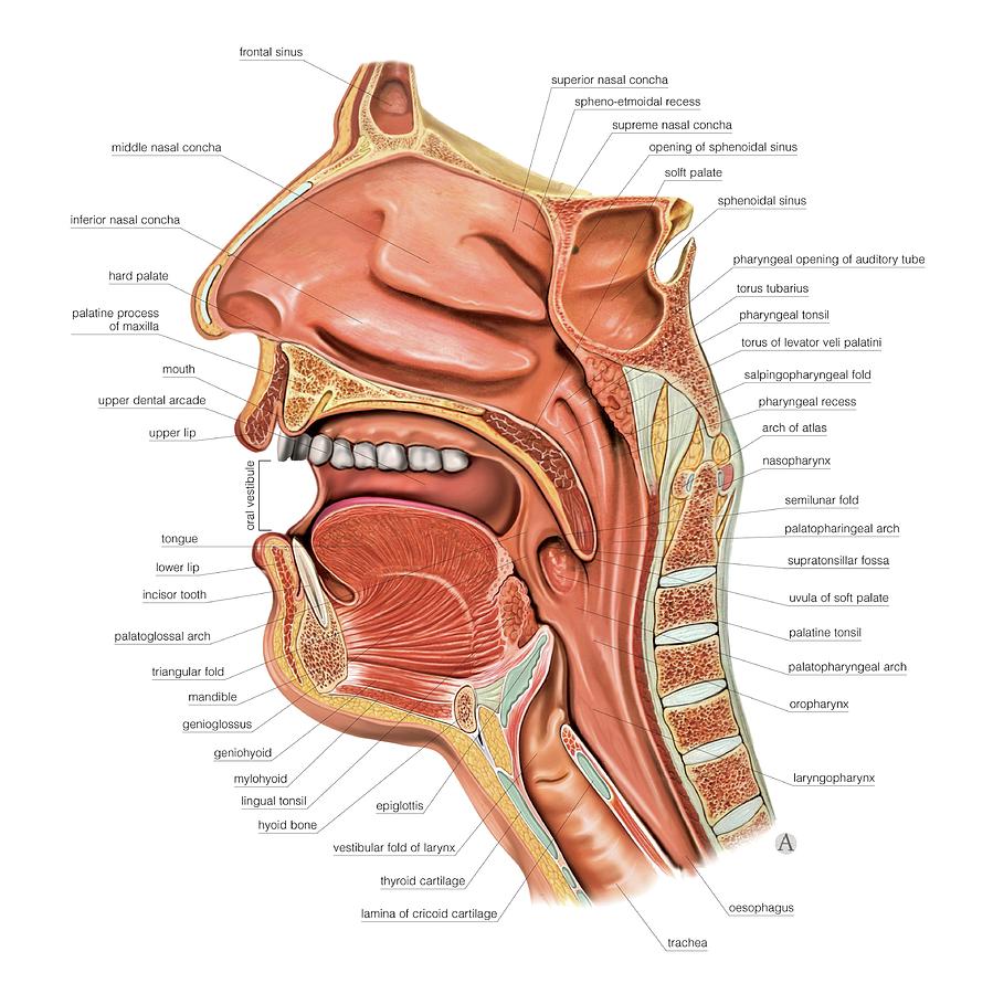 oral cavity anatomy without label