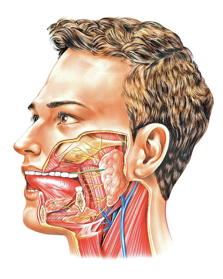 Oral Glands Photograph By Asklepios Medical Atlas Pixels Merch 5148