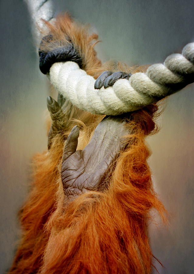 Animal Photograph - Orang Utan by Heike Hultsch