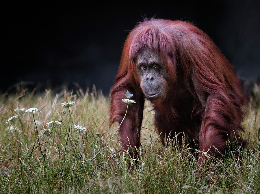 Orang-utan With Butterfly. Photograph by Hugh Wilkinson
