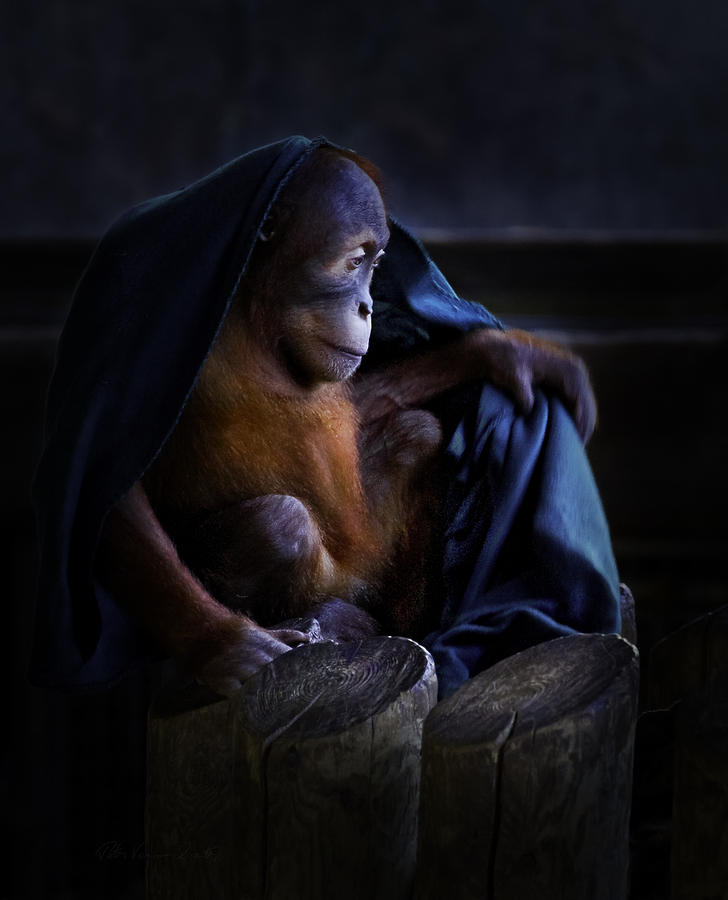 Orang Utan youngster with blanket Photograph by Peter V Quenter