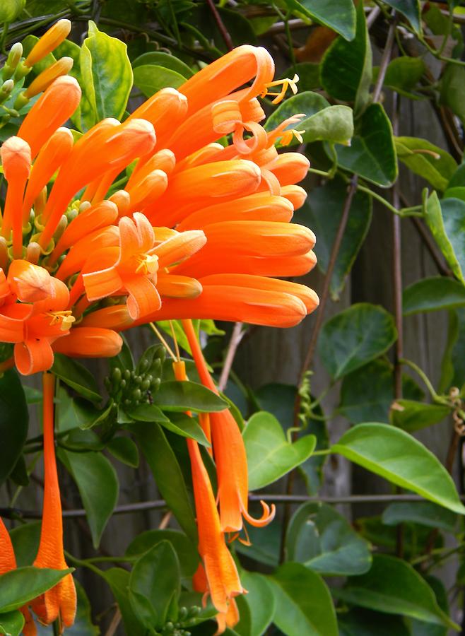 Orange Aeschynanthus Photograph by Warren Thompson - Pixels