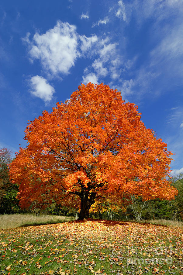 Fall Photograph - Orange Against a Blue Sky by Amy Cicconi
