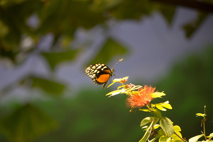 Orange and black Butterfly Photograph by Susan Jensen
