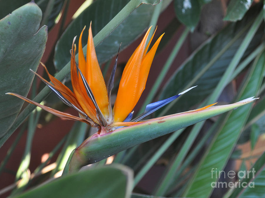 Orange And Blue Bird Of Paridise Photograph by Jay Milo