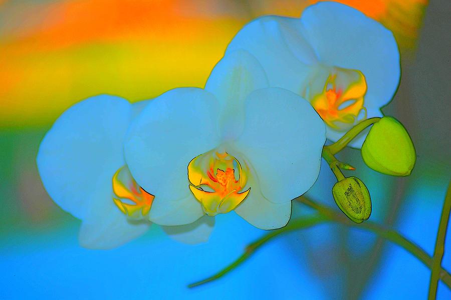 Orange and Blue Orchid Photograph by Tamara Michael
