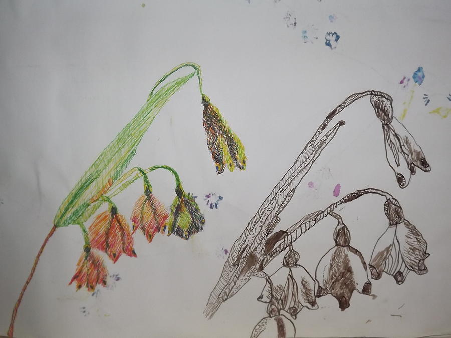 Orange And Brown Bluebells Drawing By Alana Monet Telfer