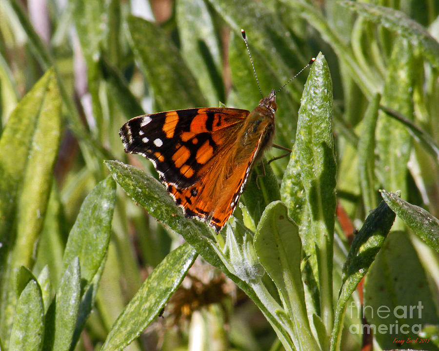 Orange And Brown Butterfly Photograph by Kenny Bosak