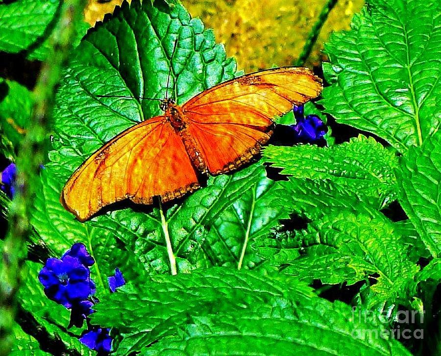 Orange and Gold Butterfly Photograph by Janette Boyd