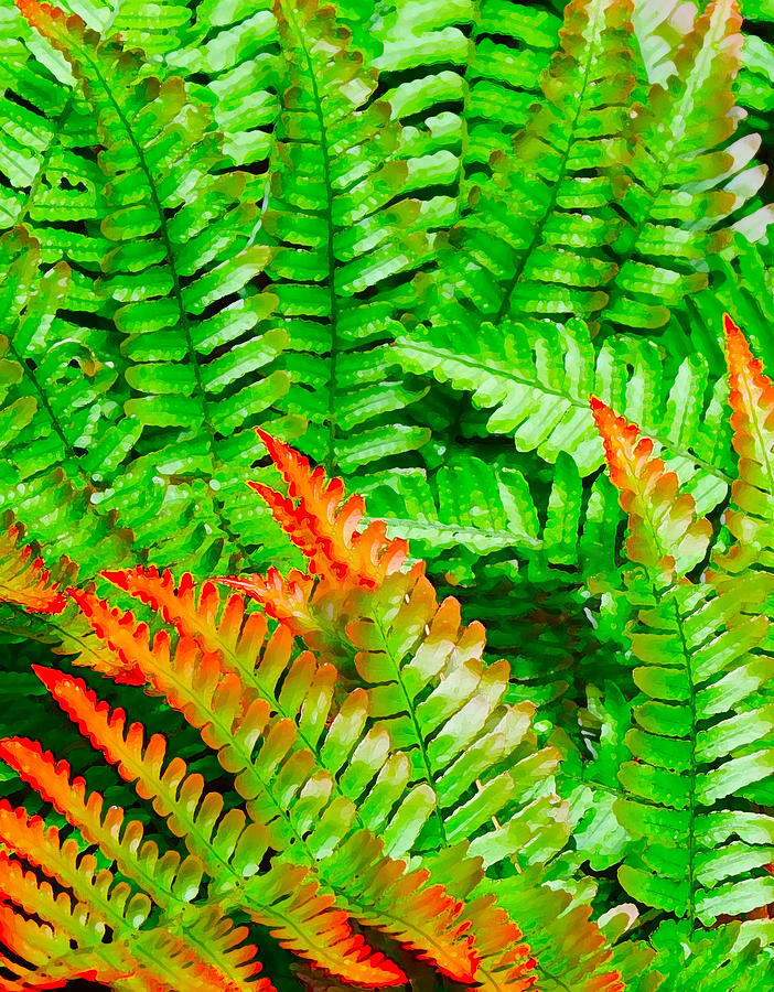 Orange and Green Ferns Digital Art by Kara  Stewart