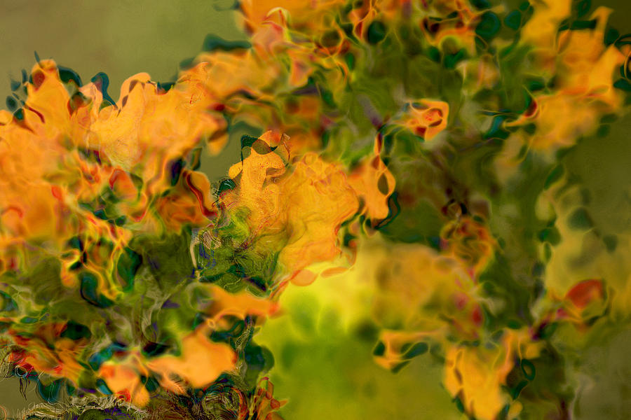 Orange and Green Floral Abstract Photograph by Peggy Collins