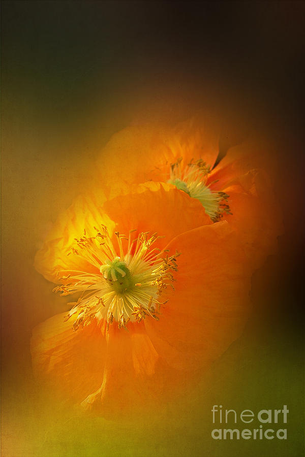 Abstract Photograph - Orange and Green by Judi Bagwell