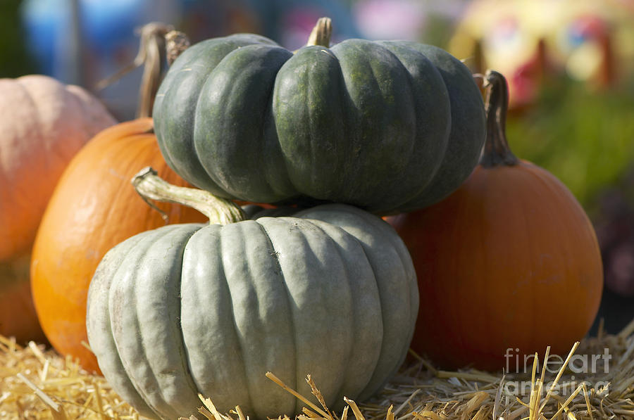Orange and Green Pumpkins Photograph by Sharon Talson