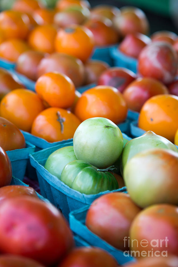 Orange and Green Tomatoes Photograph by Rebecca Cozart